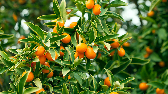 Citrus