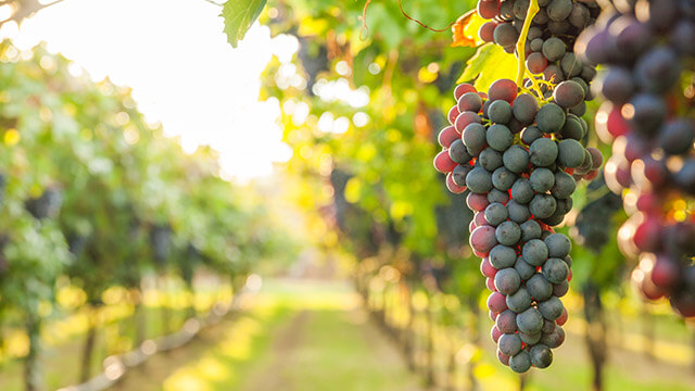 Grape