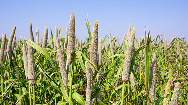 Millet