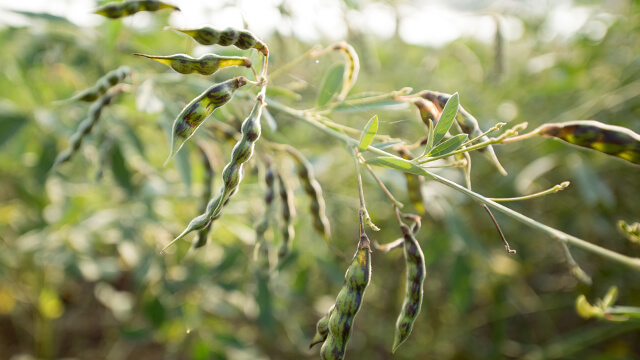 Pigeon Pea & Red Gram