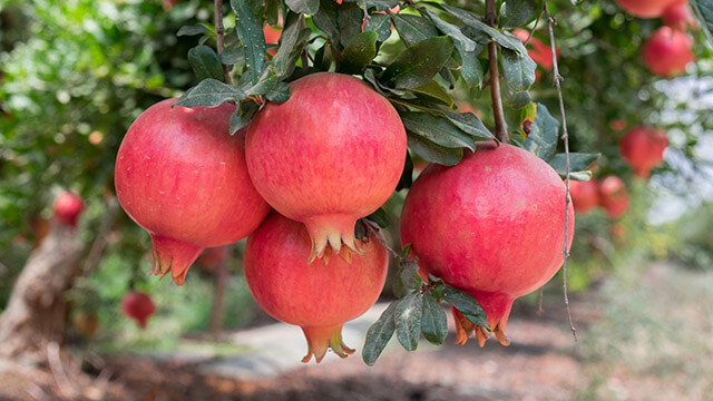 Pomegranate