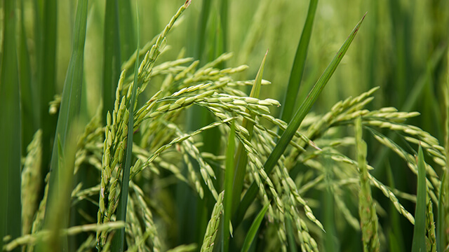 Rice