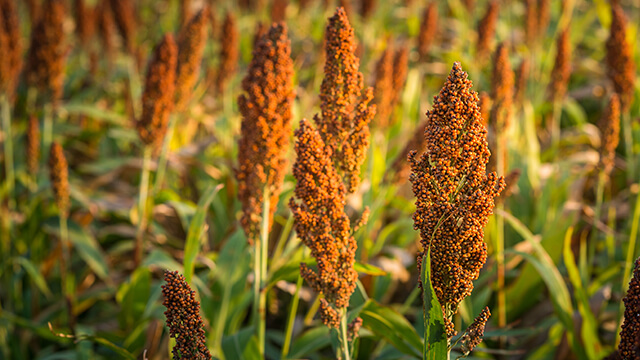 Sorghum
