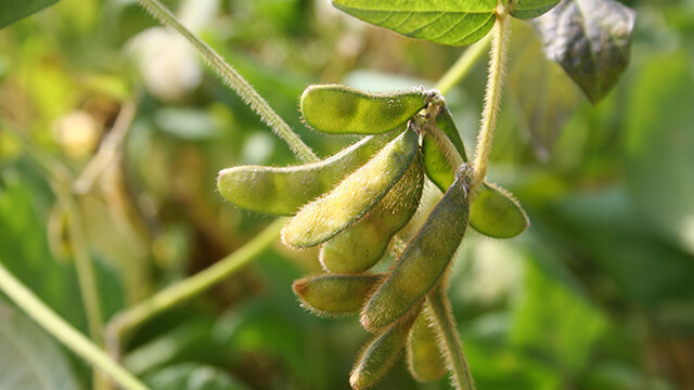 Soybean