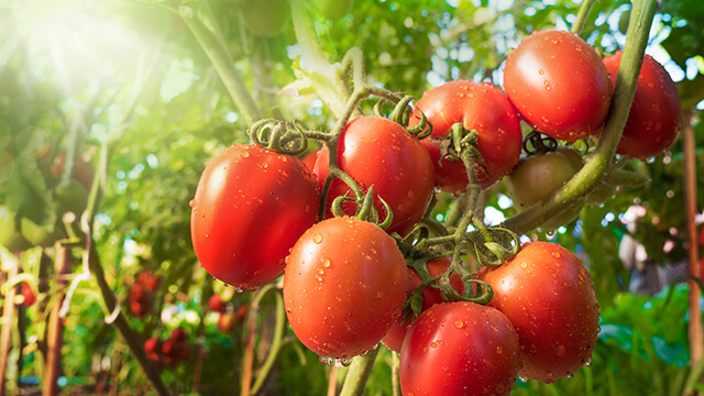 Tomato