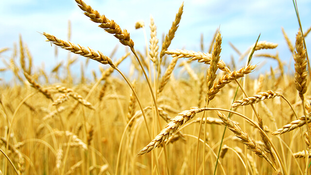Wheat